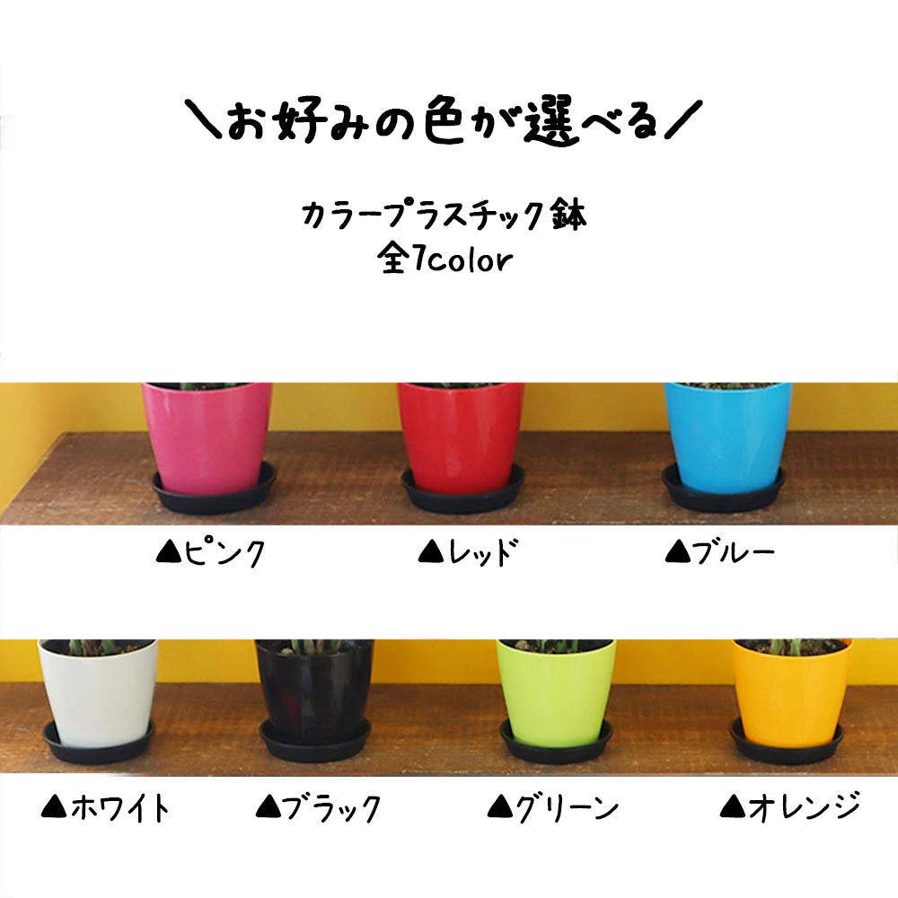 サンスベリア ミニ 3.5号 選べる色 カラープラスチック鉢 黒受皿付