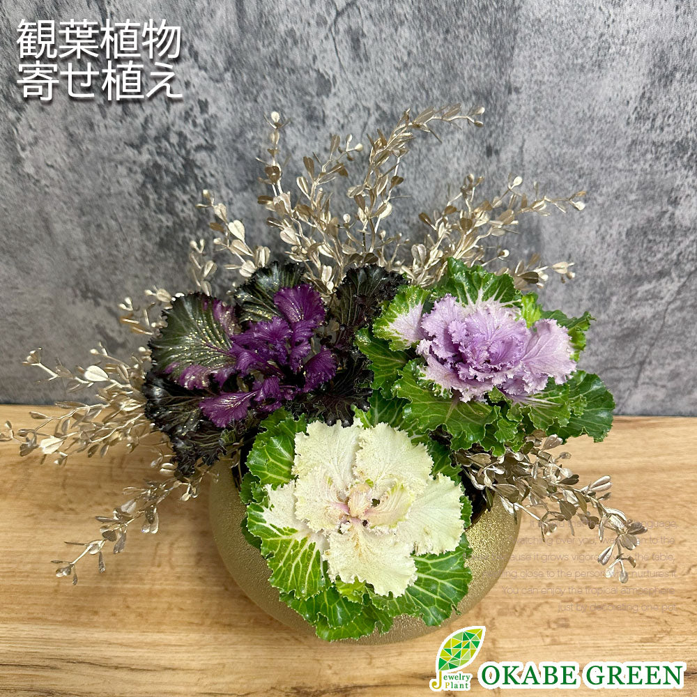 宝石のような観葉植物のお店 【Jewelry Plant】 観葉植物 寄せ植え