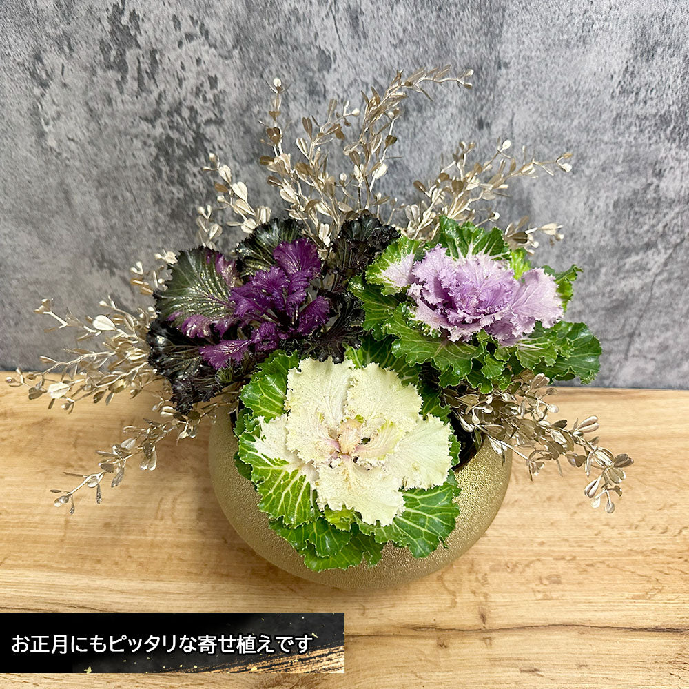 寄せ植え お正月 飾り 葉牡丹 プラチナケール ゴールド陶器