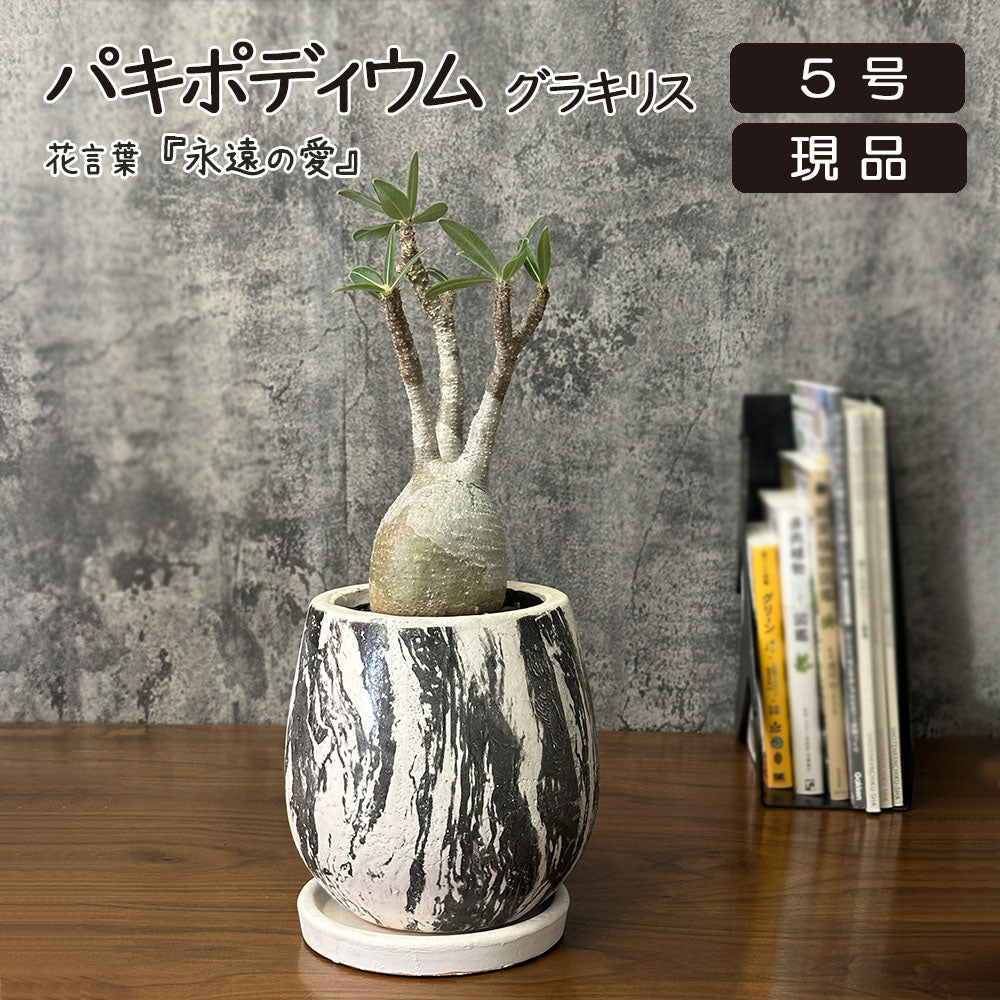 宝石のような観葉植物のお店 【Jewelry Plant】 【希少品種