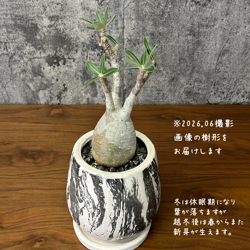 パキポディウム ロスラーツム グラキリス 【現品】 5号 陶器鉢 黒デコジャリ大付 ソーサー付 多肉植物 塊根植物 1点物 送料別 [黒4]