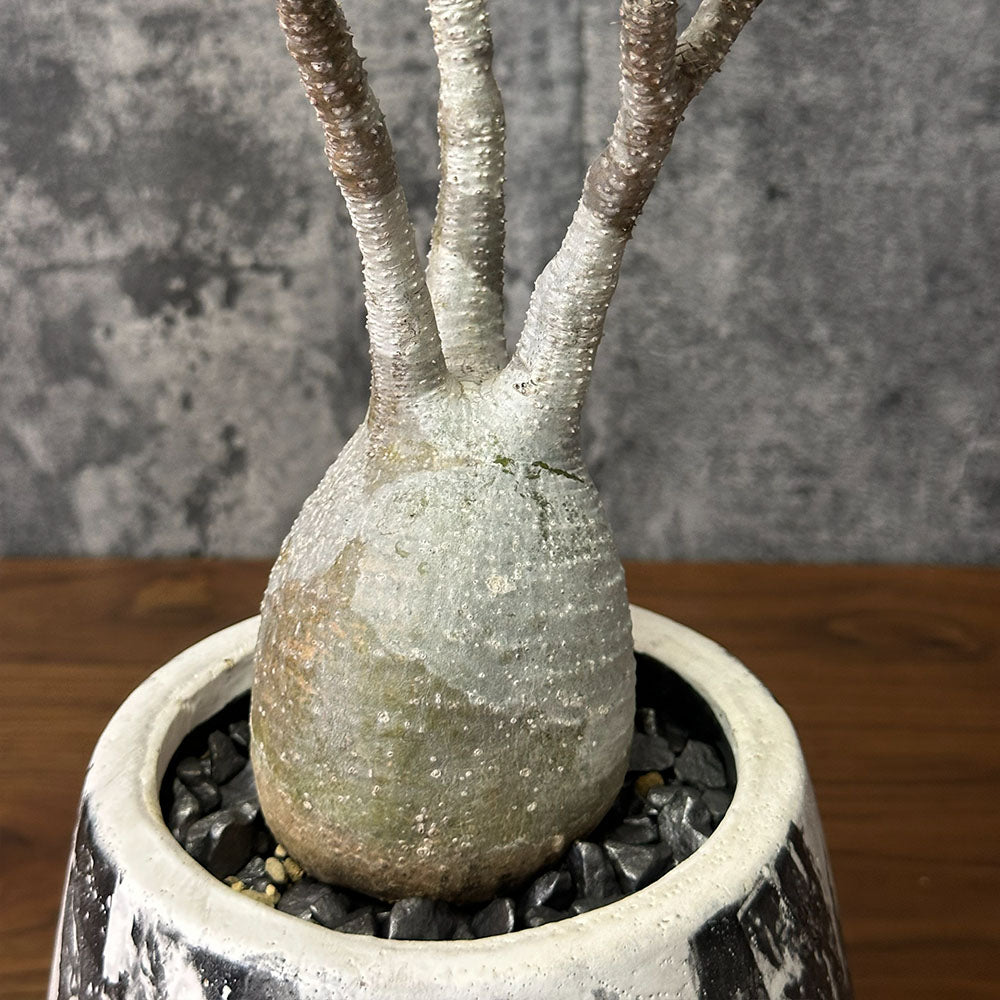 宝石のような観葉植物のお店 【Jewelry Plant】 【希少品種