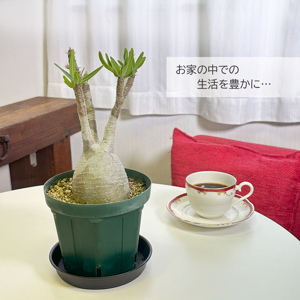 宝石のような観葉植物のお店 【Jewelry Plant】 【希少品種】 パキポディウム グラキリス 【現品】 ４号 黒プラスチック鉢 –  Jewelry Plant online