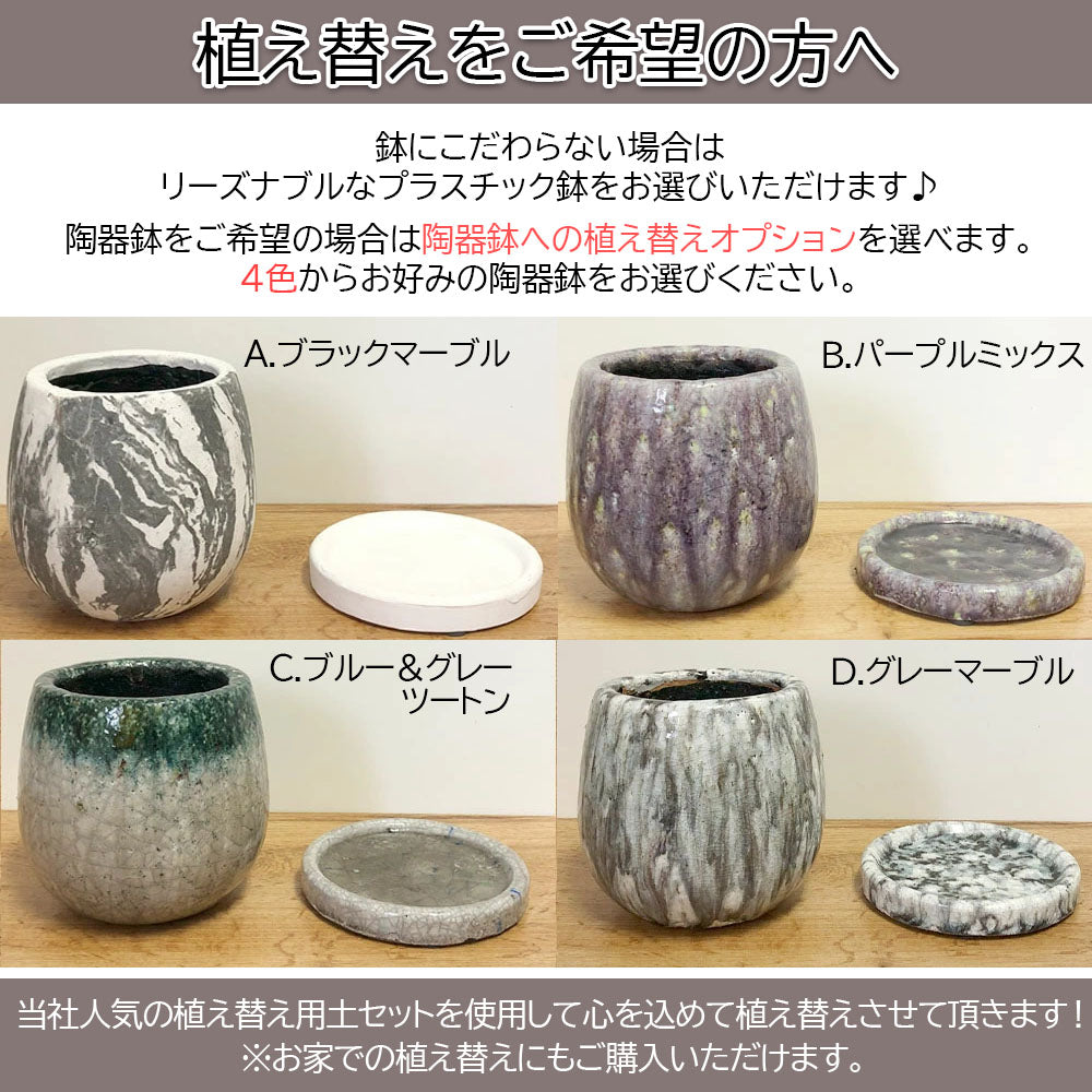 パキポディウム ロスラーツム グラキリス 【現品】 5号 選べる鉢 プラスチック鉢 陶器鉢 多肉植物 塊根植物 1点物 送料無料 [黒4]