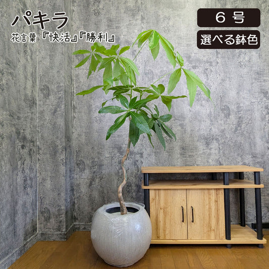 観葉植物 大型 パキラ 幹曲がり 8号 丸型プランター ラッピング無料 選べる色 ベージュ ブラック  送料無料 [白7]