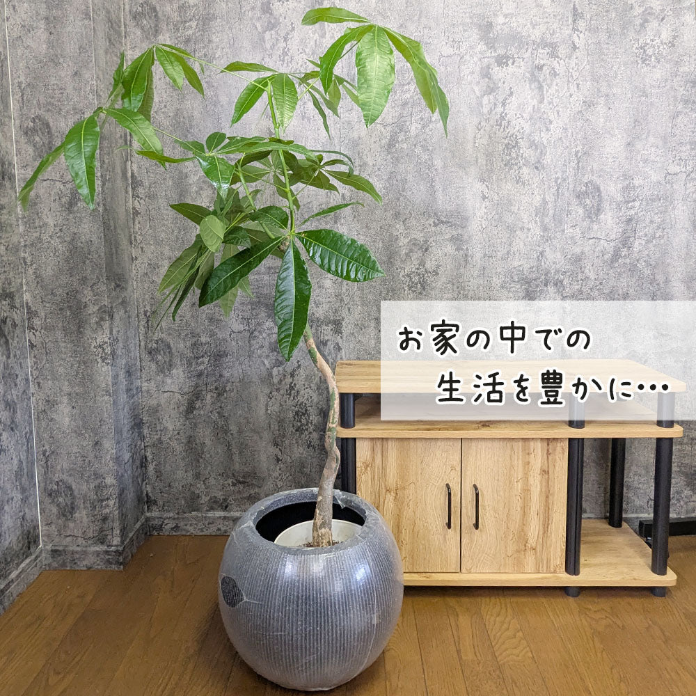 観葉植物 大型 パキラ 幹曲がり 8号 丸型プランター ラッピング無料 選べる色 ベージュ ブラック  送料無料 [白7]
