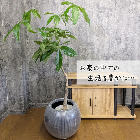 観葉植物 大型 パキラ 幹曲がり 8号 丸型プランター ラッピング無料 選べる色 ベージュ ブラック  送料別 [白7]