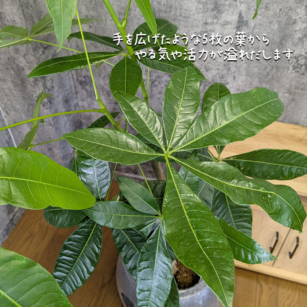 観葉植物 大型 パキラ 幹曲がり 8号 丸型プランター ラッピング無料 選べる色 ベージュ ブラック  送料無料 [白7]