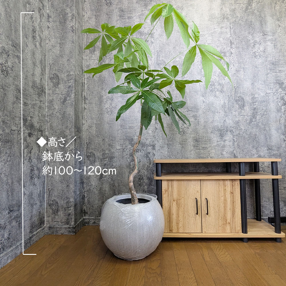 観葉植物 大型 パキラ 幹曲がり 8号 丸型プランター ラッピング無料 選べる色 ベージュ ブラック  送料無料 [白7]