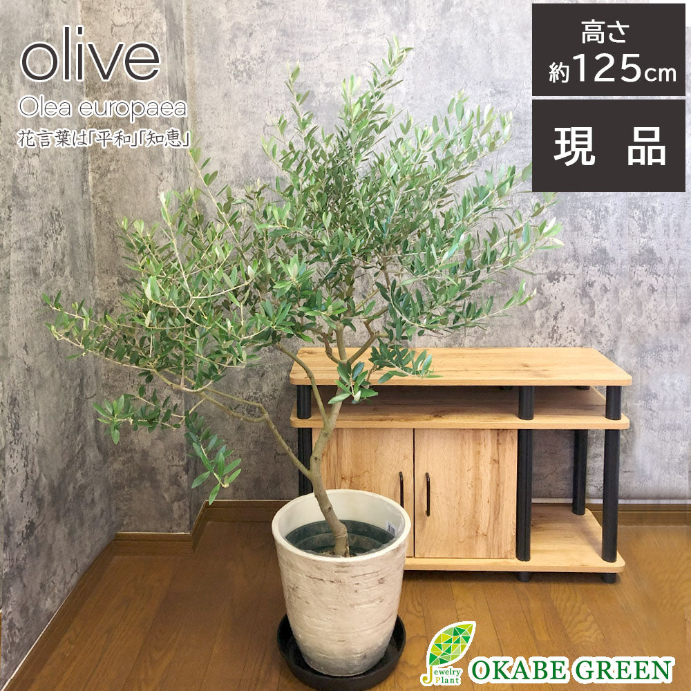 宝石のような観葉植物のお店 【Jewelry Plant】 オリーブ ネバディロ