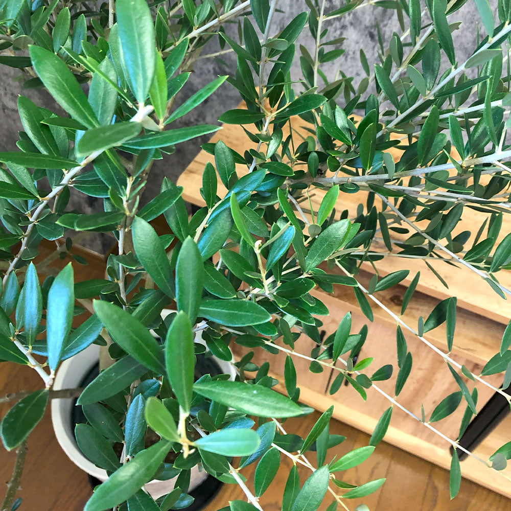 宝石のような観葉植物のお店 【Jewelry Plant】 オリーブ