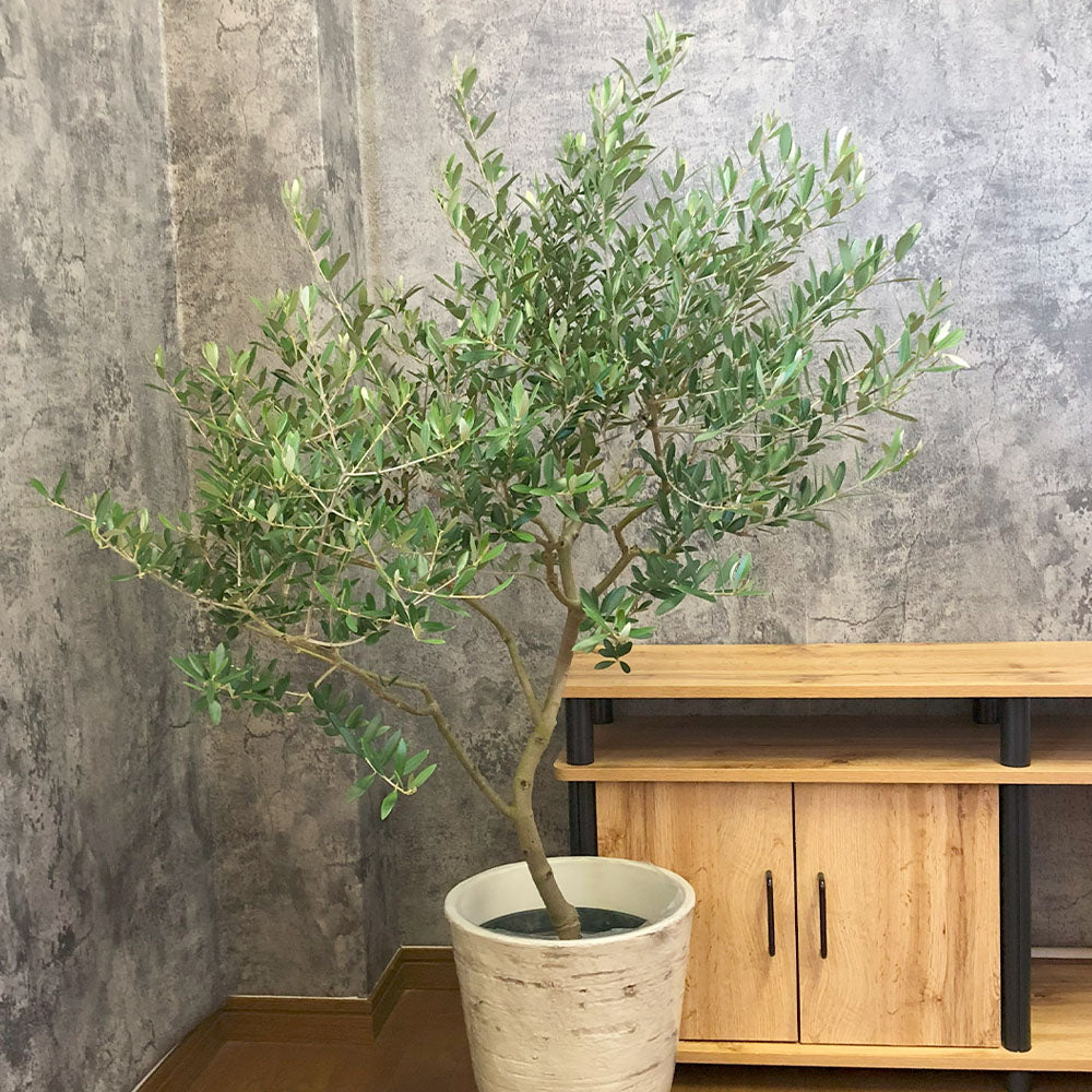 新品登場 JL32 国産 オリーブの木 ネバディロブランコ アンティーク鉢 