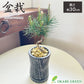 盆栽 松 3号 黒ロング陶器鉢 ソーサー付 ゴールドデコジャリ大