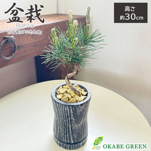 宝石のような観葉植物のお店 【Jewelry Plant】 盆栽 松 3号 黒