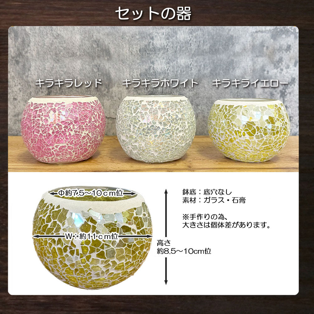 宝石のような観葉植物のお店 【Jewelry Plant】 【ハイドロカルチャー