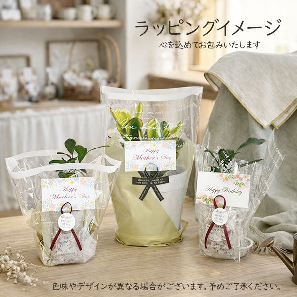 アイビー 3号 ラウンド型 黒プラスチック鉢 ラッピング無料 お任せ1鉢 黒皿付 送料別