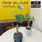 観葉植物 プセンド ボンバックス エリプティクム 4号 選べる樹形 現品 陶器鉢 塊根植物 希少品種