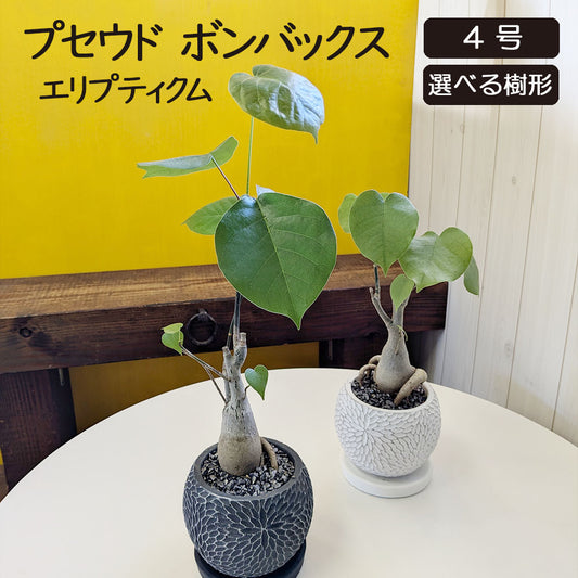 観葉植物 プセンド ボンバックス エリプティクム 4号 選べる樹形 現品 陶器鉢 塊根植物 希少品種