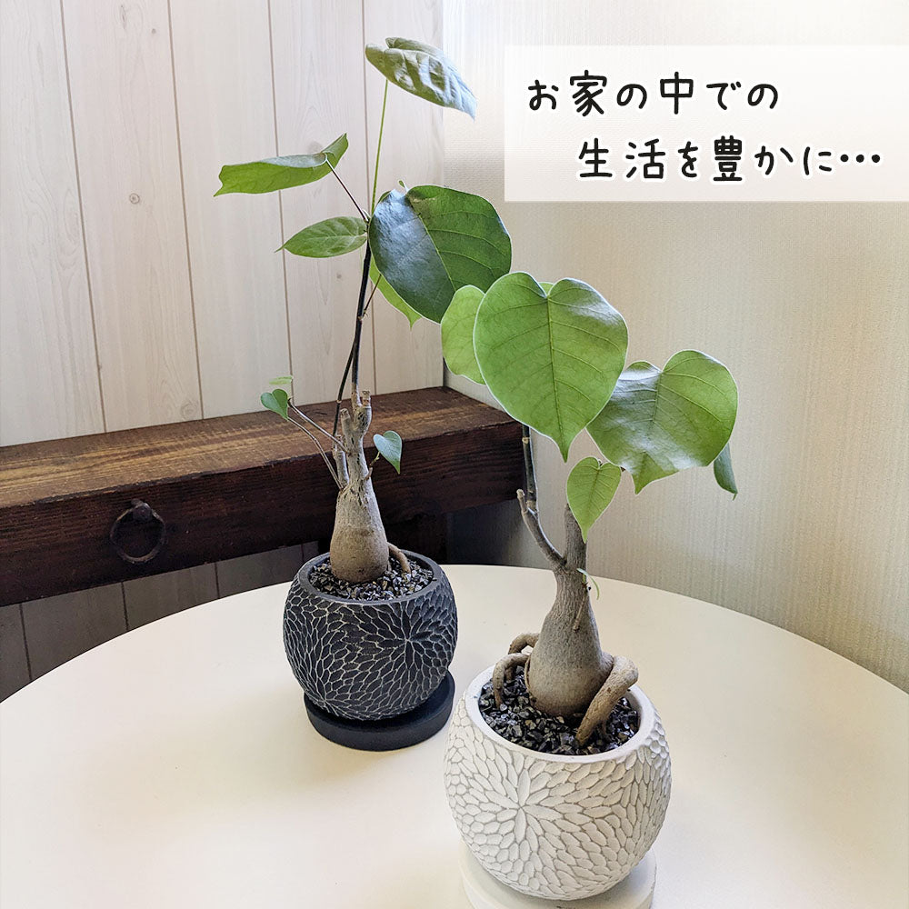 観葉植物 プセンド ボンバックス エリプティクム 4号 選べる樹形 現品 陶器鉢 塊根植物 希少品種