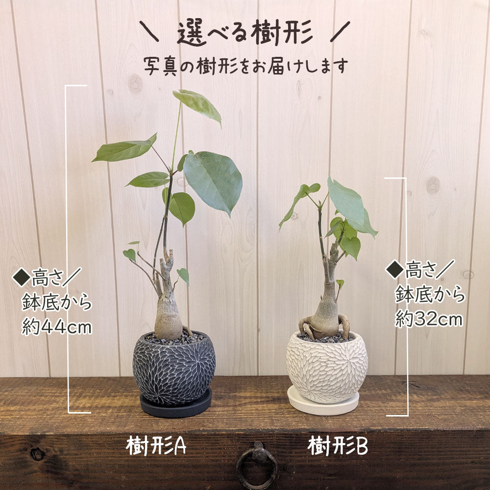 観葉植物 プセンド ボンバックス エリプティクム 4号 選べる樹形 現品 陶器鉢 塊根植物 希少品種