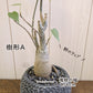 観葉植物 プセンド ボンバックス エリプティクム 4号 選べる樹形 現品 陶器鉢 塊根植物 希少品種