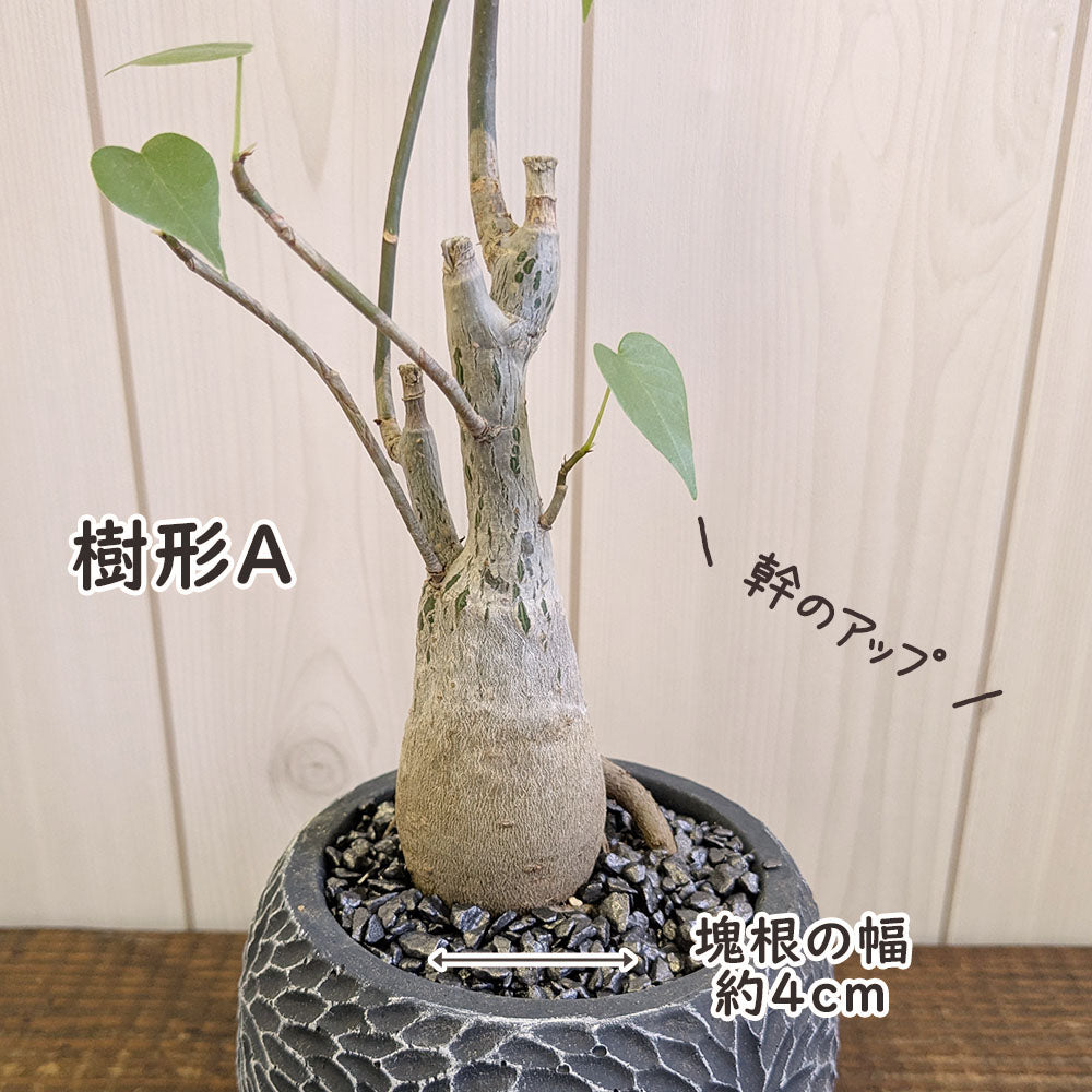 観葉植物 プセンド ボンバックス エリプティクム 4号 選べる樹形 現品 陶器鉢 塊根植物 希少品種