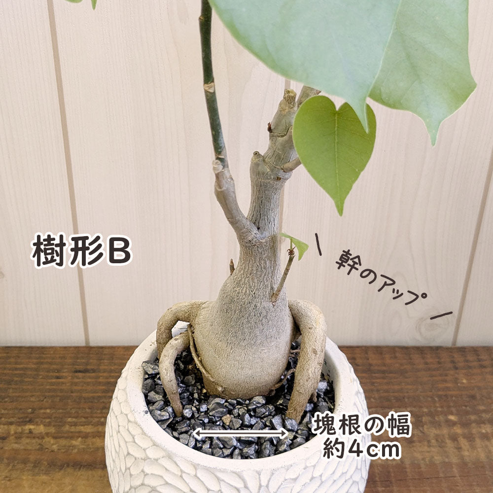 観葉植物 プセンド ボンバックス エリプティクム 4号 選べる樹形 現品 陶器鉢 塊根植物 希少品種