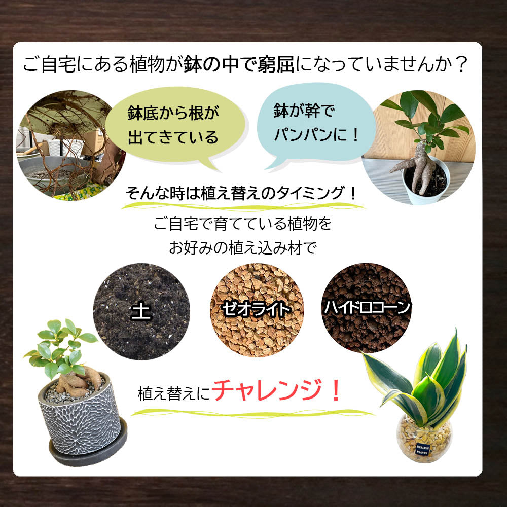 宝石のような観葉植物のお店 【Jewelry Plant】 植え替え土セット 選べる容量 4号鉢用 ８号鉢用 培養土 底ネット ボラ石 底石  観葉植物用 – Jewelry Plant online