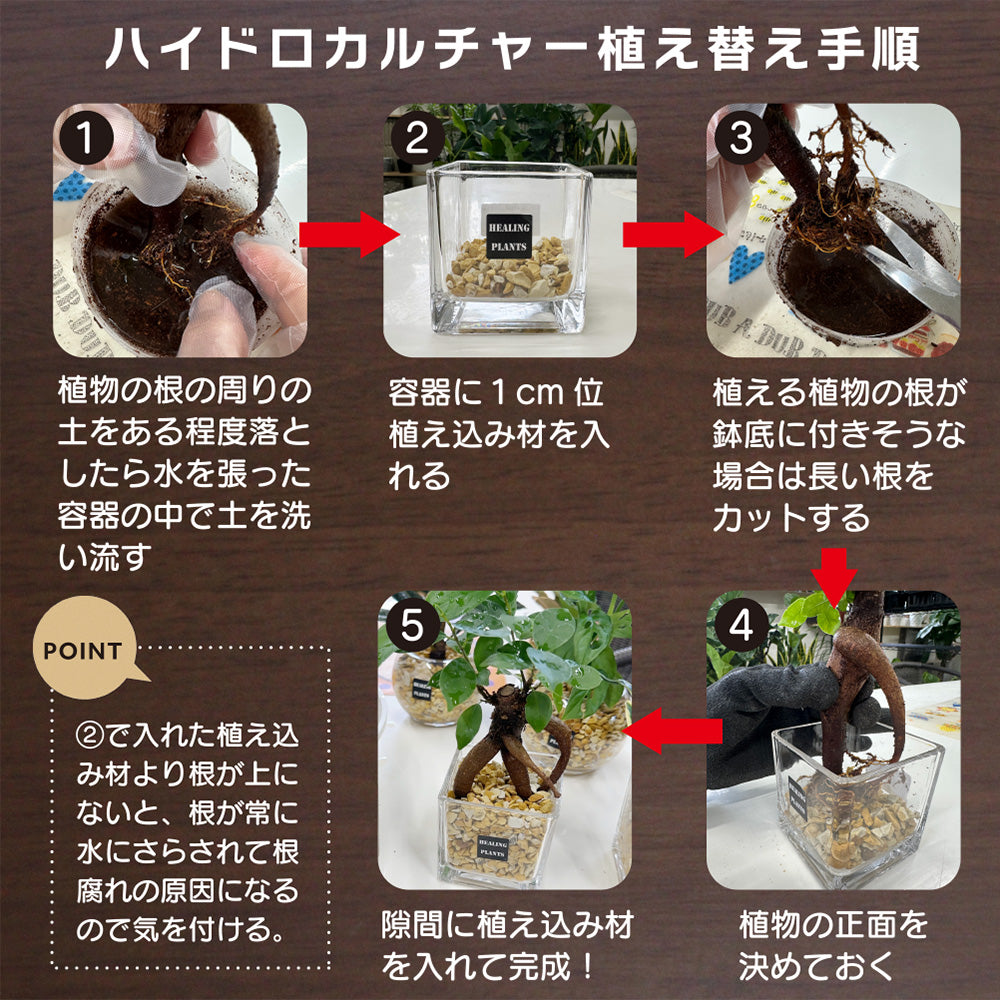【ハイドロカルチャー植え替え用】 観葉植物 ハイドロカルチャー 4号用 植え替え 室内用 鉢植え 選べる 植え込み材 ハイドロボール ハイドロコーン ゼオライト 4号鉢 まで対応 送料無料 [植え替えオプション]