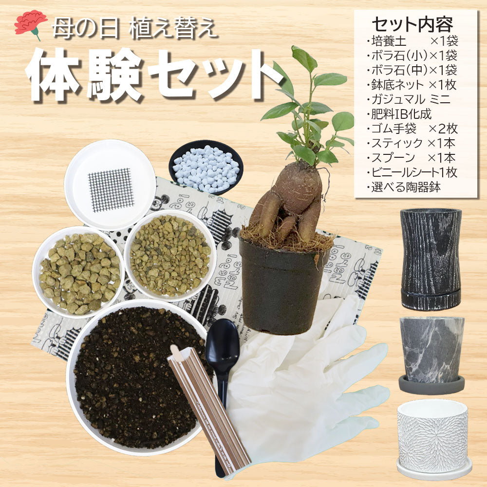 送料無料】観葉植物用植え替え土セット｜お手軽なオールインワンキットを通販で – Jewelry Plant online