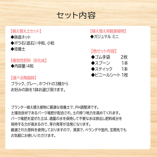 培養土 【5000円ポッキリ】 観葉植物 植え替え 初心者 土セット まとめ買い お手軽 ガジュマル 肥料 IB化成 培養土 底ネット 送料別 [植え替えオプション]