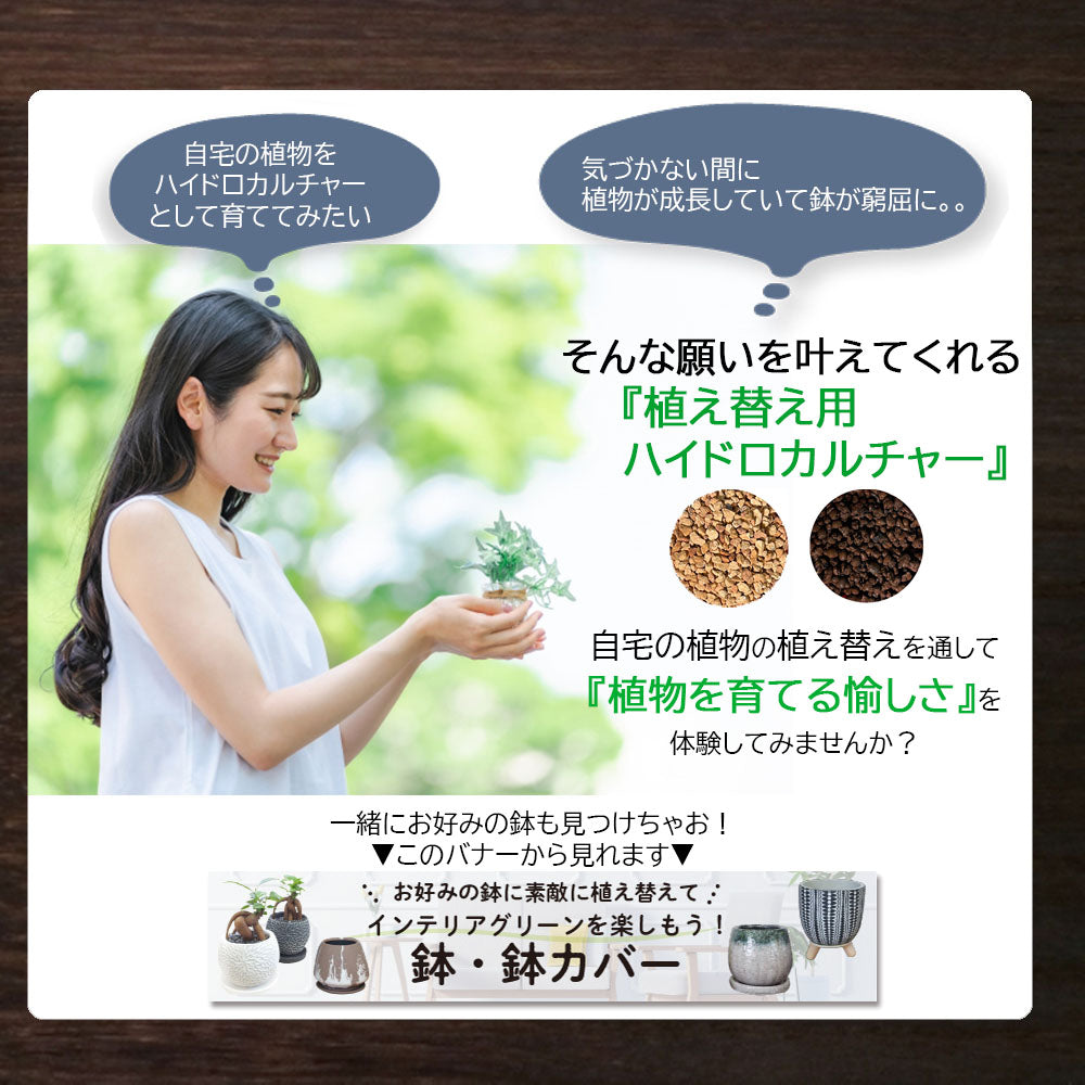 宝石のような観葉植物のお店 【Jewelry Plant】 【ハイドロカルチャー