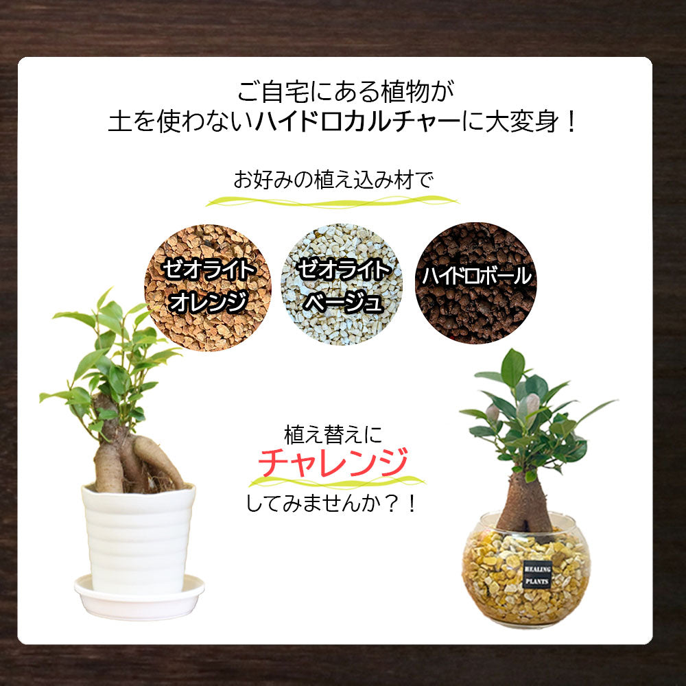 宝石のような観葉植物のお店 【Jewelry Plant】 【ハイドロカルチャー