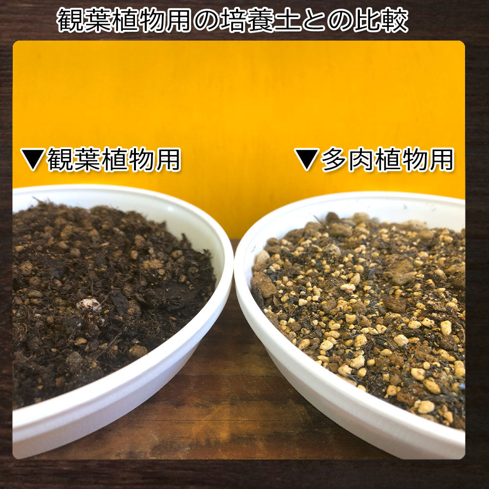 宝石のような観葉植物のお店 【Jewelry Plant】 【多肉植物用植え替え