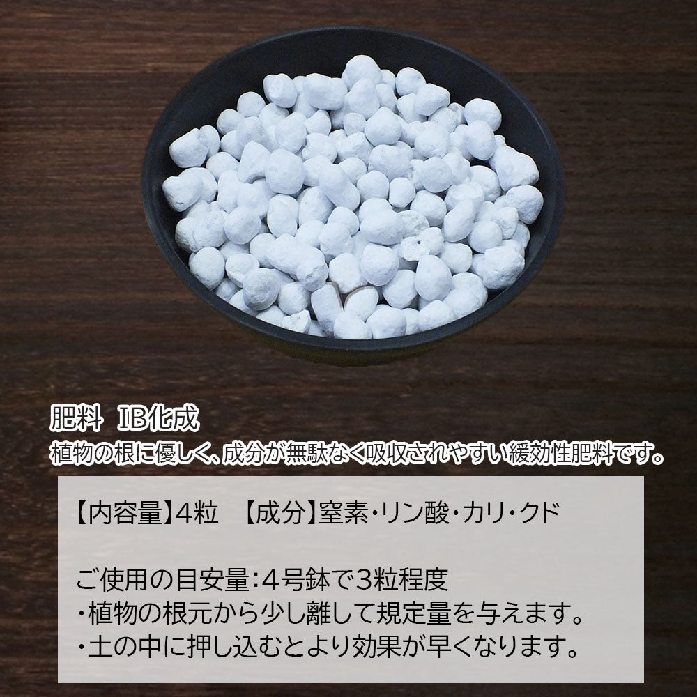 【1200円ポッキリ】 観葉植物 植え替え 初心者 土セット まとめ買い [植え替えオプション]