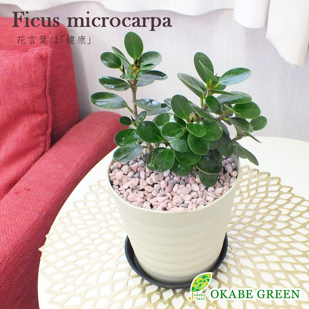 パンダガジュマルの木 がじゅまる フィカス 4.5号 アイボリーセラ