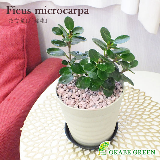 パンダガジュマルの木 がじゅまる フィカス 4.5号 アイボリーセラアート鉢 ピンク石付 送料無料 [黒3]