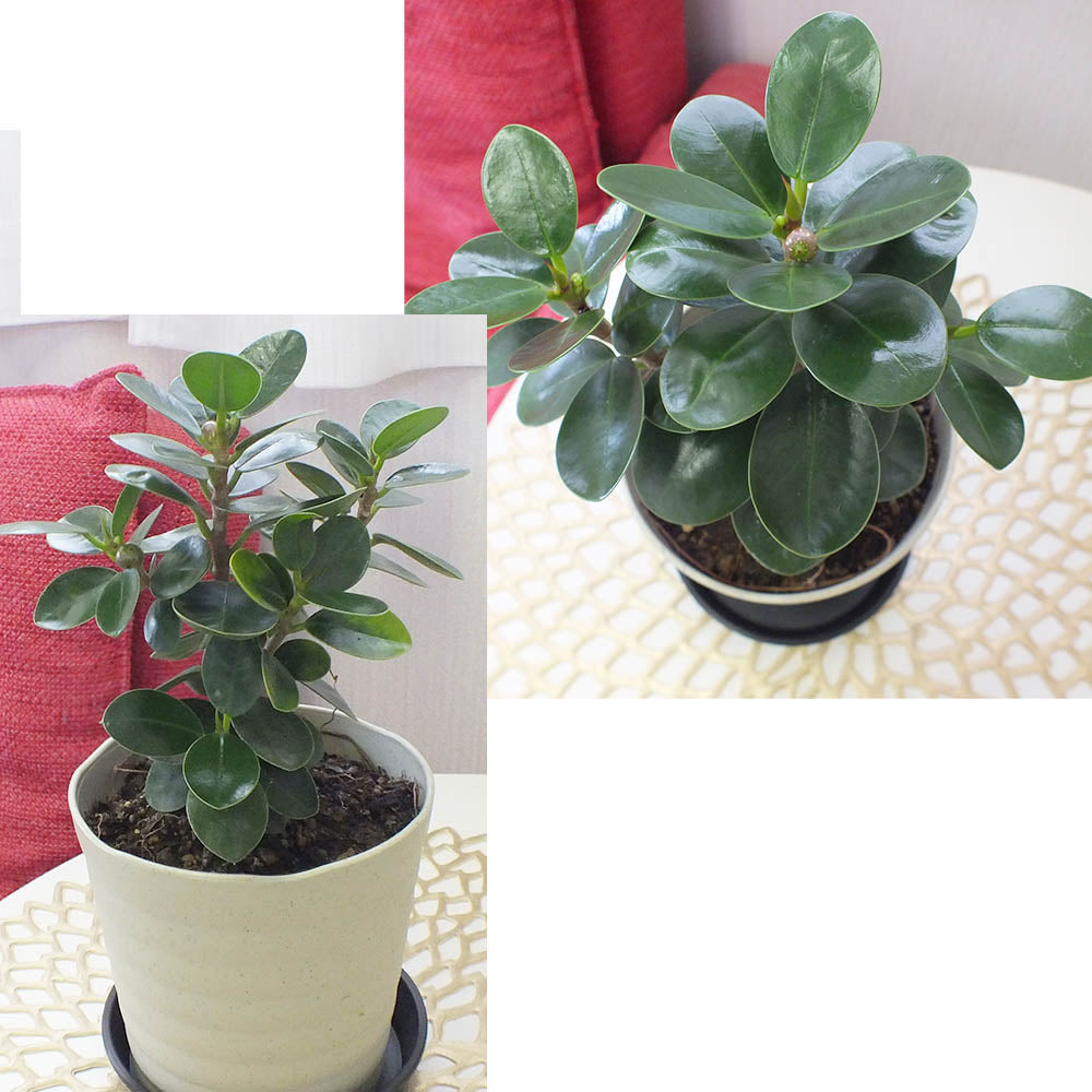 パンダガジュマルの木 がじゅまる フィカス 4.5号 アイボリーセラアート鉢 ピンク石付 送料無料 [黒3]