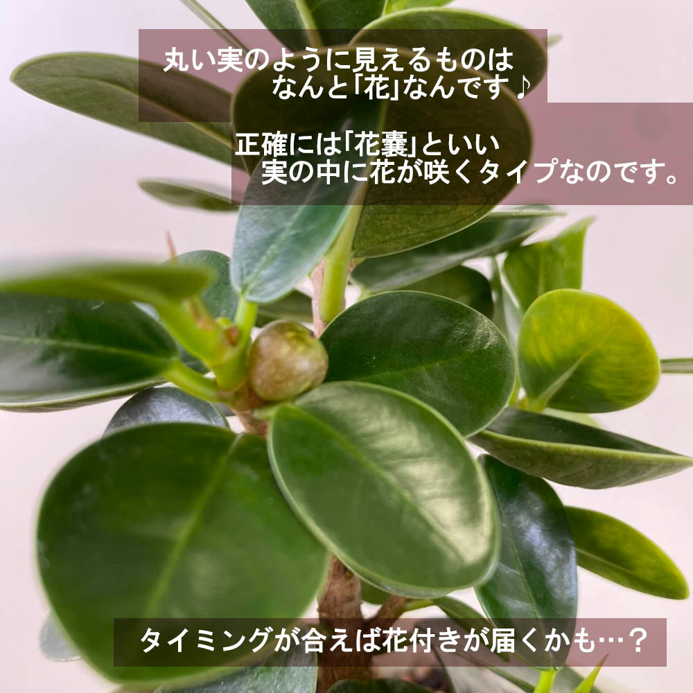 パンダガジュマルの木 がじゅまる フィカス 4.5号 アイボリーセラアート鉢 ピンク石付 送料無料 [黒3]