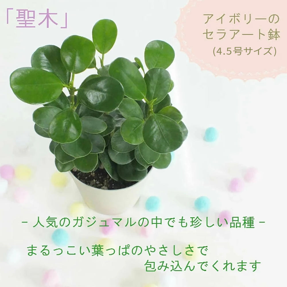 パンダガジュマルの木 がじゅまる フィカス 4.5号 アイボリーセラアート鉢 ピンク石付 送料無料 [黒3]