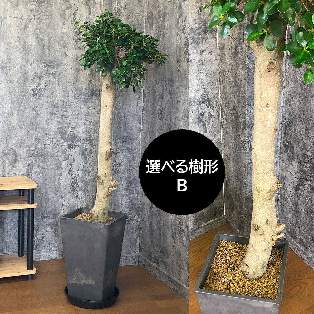 宝石のような観葉植物のお店 【Jewelry Plant】 パンダガジュマル ９号 【現品】 素敵なアンティーク調の白鉢 黒受皿 直植え –  Jewelry Plant online