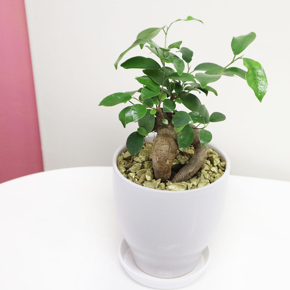 斑入りパンダガジュマル レア観葉植物 曲がった幹 緑とクリーム色の