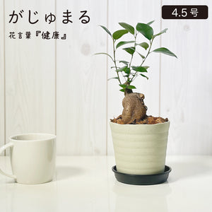 PLANTS2306 | 【フィカスベンガレンシス】 白い幹と丸みのある葉
