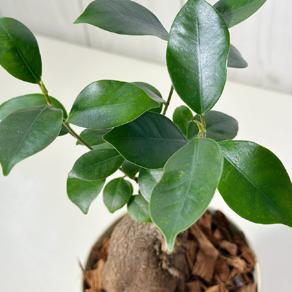 宝石のような観葉植物のお店 【Jewelry Plant】 ガジュマル