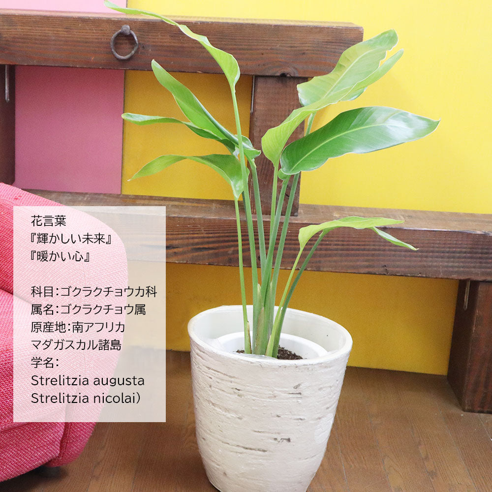 宝石のような観葉植物のお店 【Jewelry Plant】 パキラ ユッカ 選べる