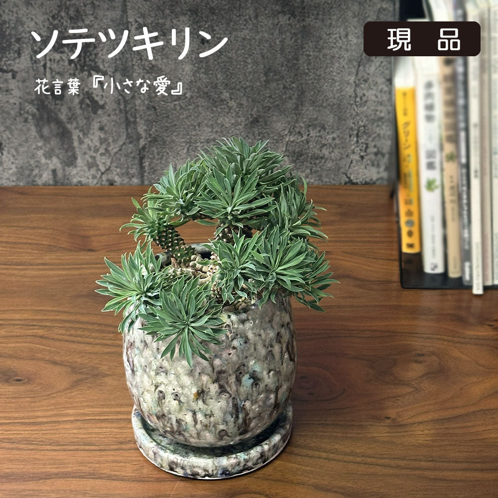 観葉植物 ユーフォルビア ソテツキリン 【現品】 デザイン陶器鉢 送料無料
