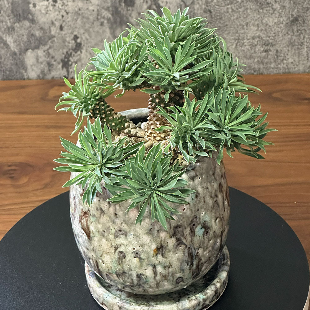 観葉植物 ユーフォルビア ソテツキリン 【現品】 デザイン陶器鉢 送料無料
