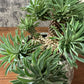 観葉植物 ユーフォルビア ソテツキリン 【現品】 デザイン陶器鉢 送料無料