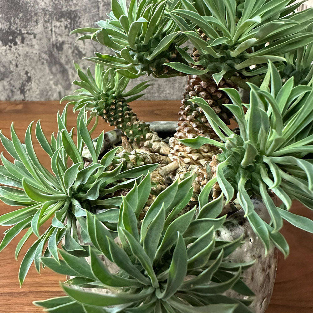 観葉植物 ユーフォルビア ソテツキリン 【現品】 デザイン陶器鉢 送料無料