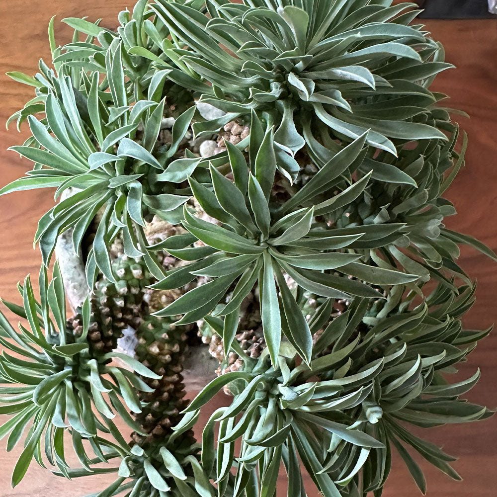 観葉植物 ユーフォルビア ソテツキリン 【現品】 デザイン陶器鉢 送料無料